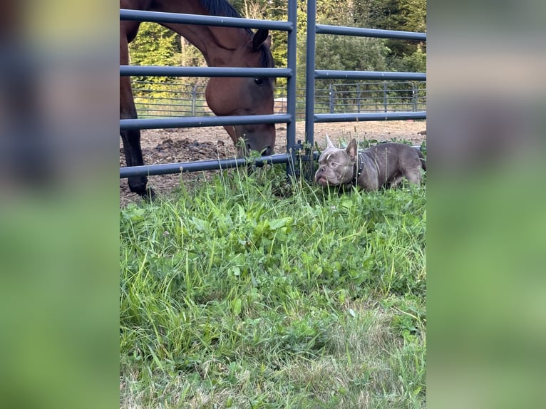 Thoroughbred Gelding 6 years 16 hh Bay in West Burke