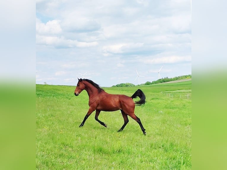 Thoroughbred Gelding 6 years 16 hh Brown in Hundsbach