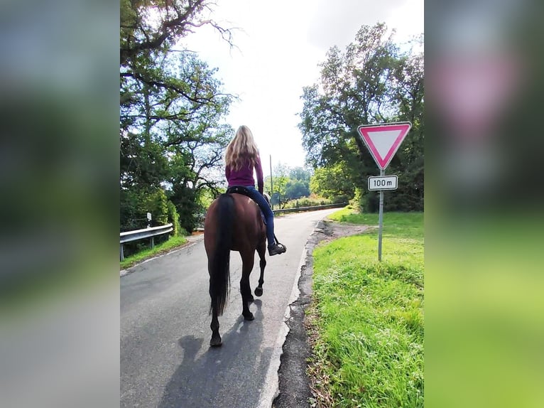 Thoroughbred Gelding 6 years 16 hh Brown in Hundsbach