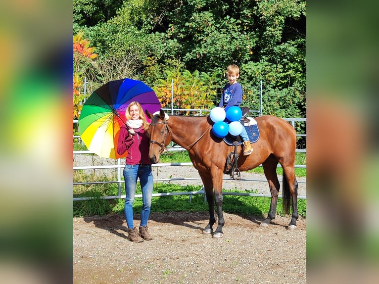 Thoroughbred Gelding 6 years 16 hh Brown in Hundsbach