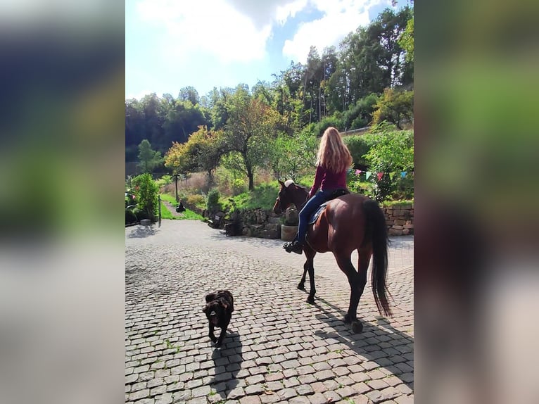 Thoroughbred Gelding 6 years 16 hh Brown in Hundsbach