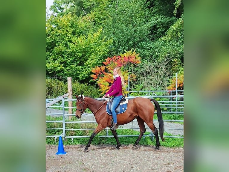 Thoroughbred Gelding 6 years 16 hh Brown in Hundsbach