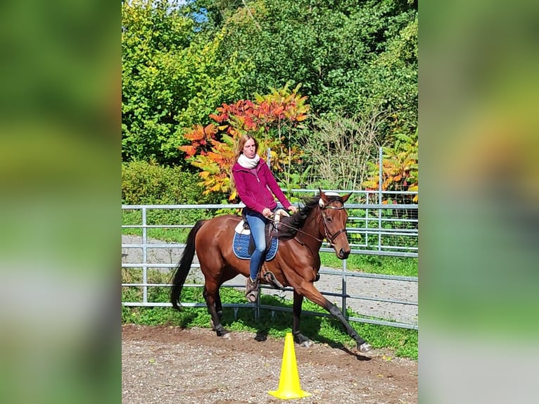 Thoroughbred Gelding 6 years 16 hh Brown in Hundsbach