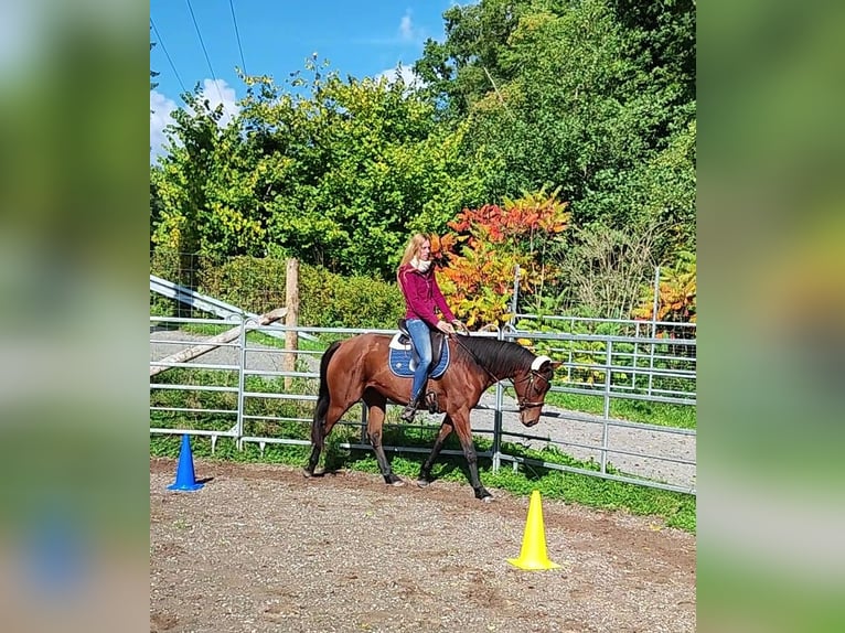 Thoroughbred Gelding 6 years 16 hh Brown in Hundsbach