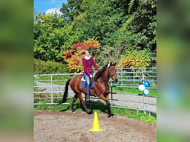 Thoroughbred Gelding 6 years 16 hh Brown in Hundsbach