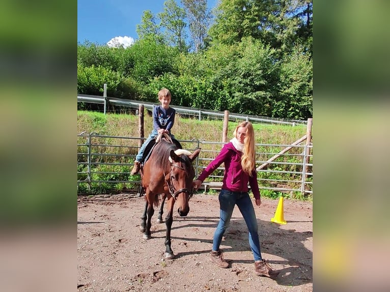 Thoroughbred Gelding 6 years 16 hh Brown in Hundsbach