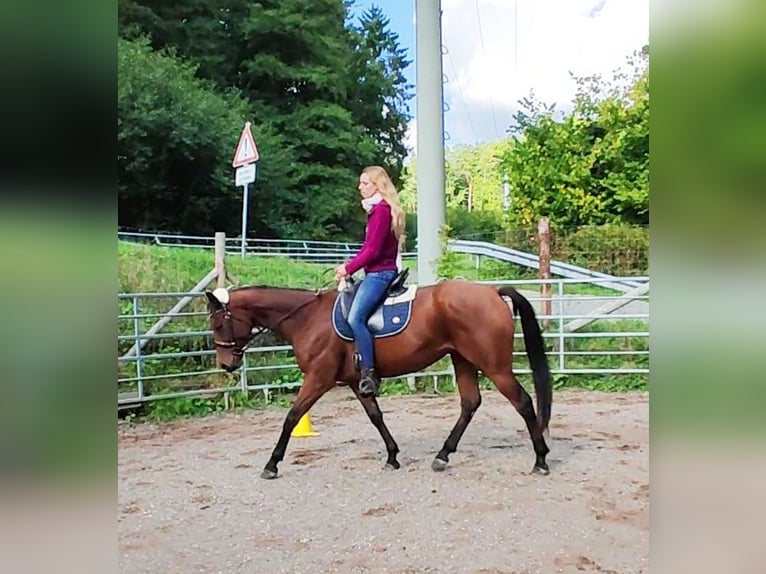 Thoroughbred Gelding 6 years 16 hh Brown in Hundsbach