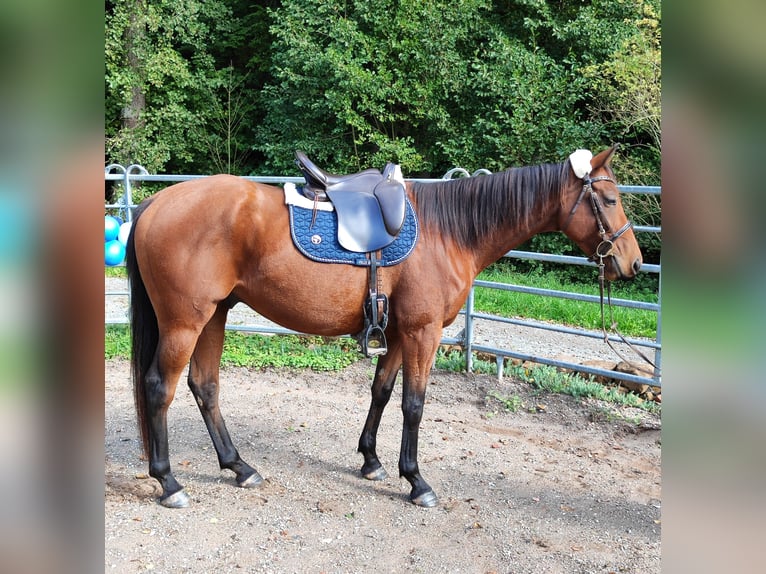 Thoroughbred Gelding 6 years 16 hh Brown in Hundsbach
