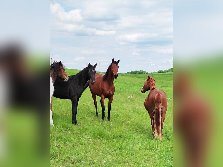 Thoroughbred Gelding 6 years 16 hh Brown in Hundsbach