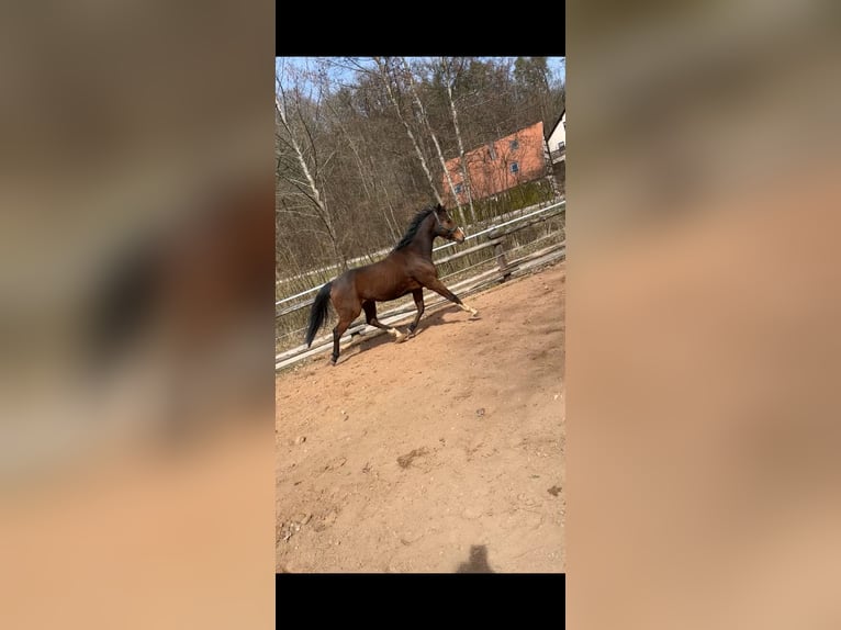 Thoroughbred Gelding 6 years 16 hh Brown in Hilpoltstein