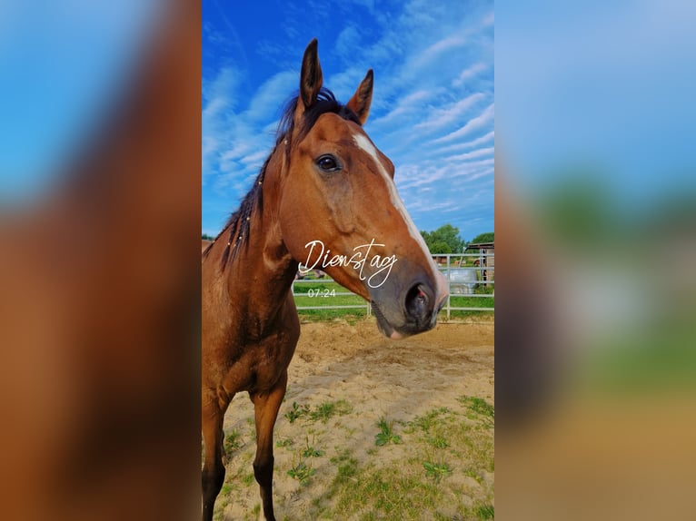 Thoroughbred Gelding 6 years 16 hh Brown in Leegebruch