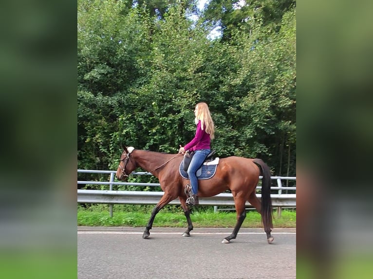 Thoroughbred Gelding 6 years 16 hh Brown in Hundsbach