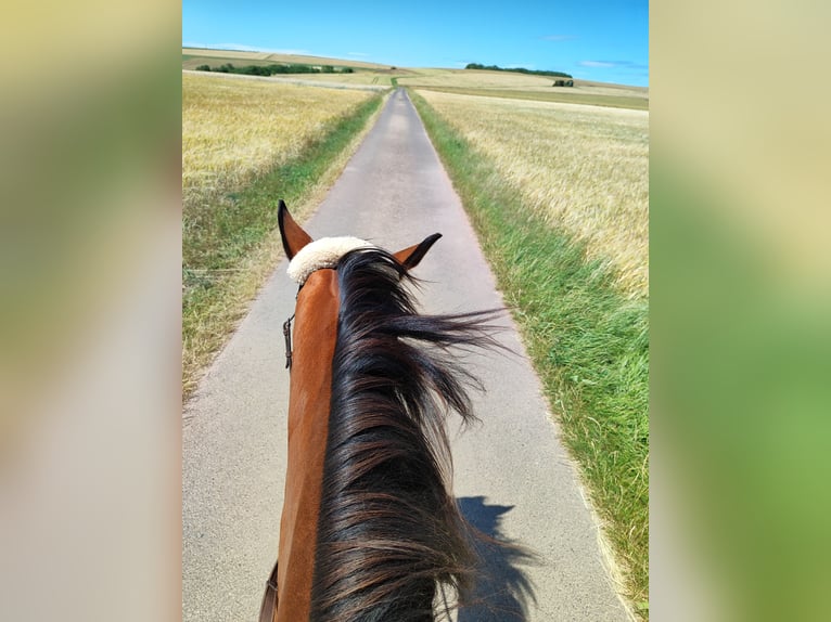 Thoroughbred Gelding 6 years 16 hh Brown in Hundsbach