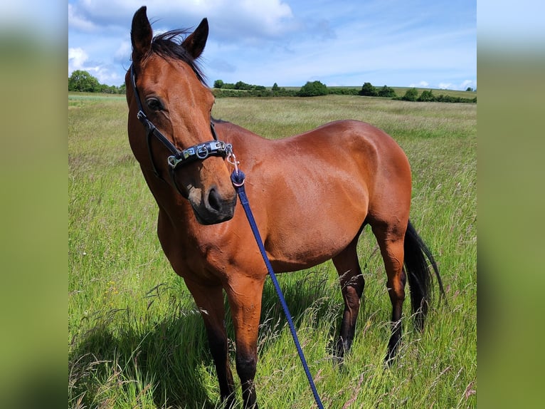 Thoroughbred Gelding 6 years 16 hh Brown in Hundsbach