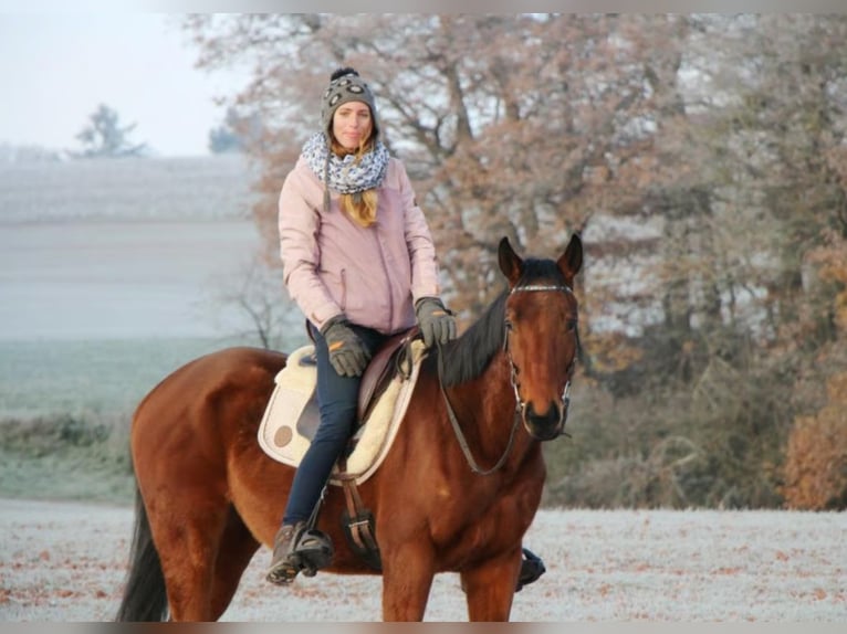 Thoroughbred Gelding 6 years 16 hh Brown in Hundsbach