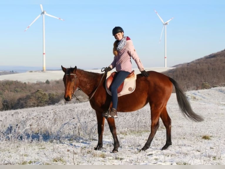 Thoroughbred Gelding 6 years 16 hh Brown in Hundsbach