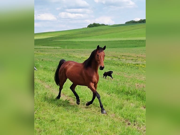 Thoroughbred Gelding 6 years 16 hh Brown in Hundsbach