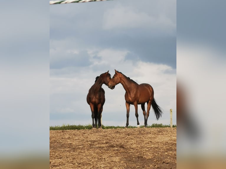 Thoroughbred Gelding 6 years 16 hh Brown in Cagnoncles