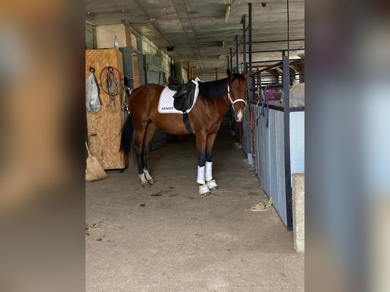 Thoroughbred Gelding 6 years 16 hh Brown in Walddorfhäslach