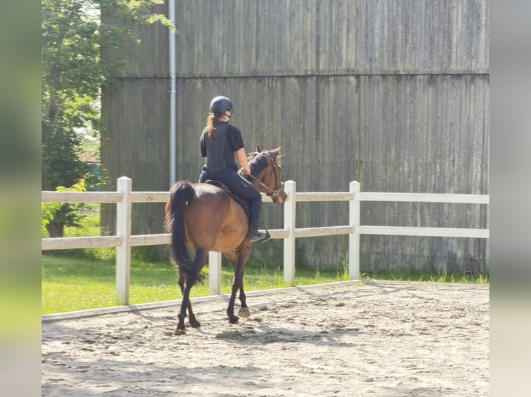 Thoroughbred Gelding 6 years 16 hh Brown in Wangerland