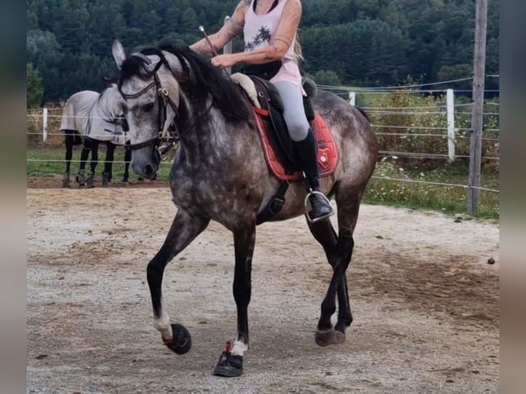 Thoroughbred Gelding 6 years 16 hh Can be white in Oberpullendorf