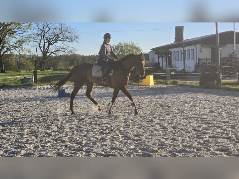 Thoroughbred Gelding 6 years 16 hh Chestnut in Am Mellensee