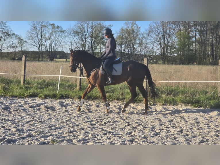 Thoroughbred Gelding 6 years 16 hh Chestnut in Am Mellensee