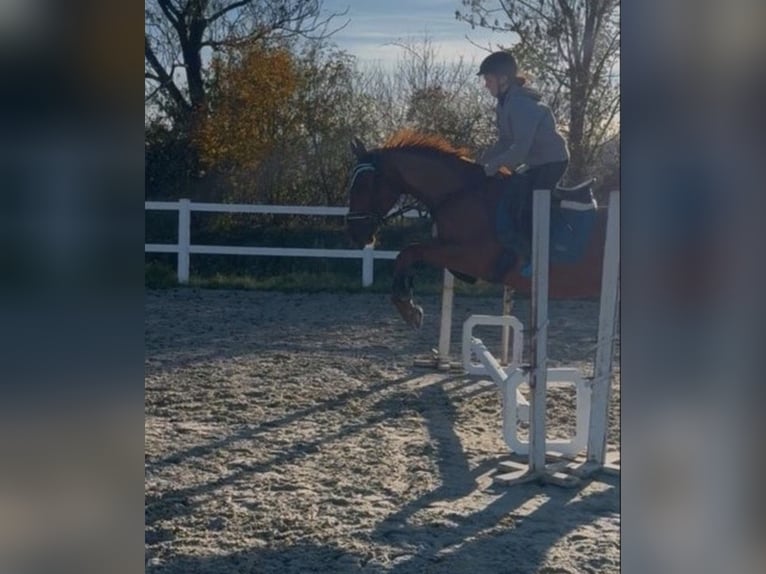 Thoroughbred Gelding 6 years 16 hh Chestnut-Red in Coswig