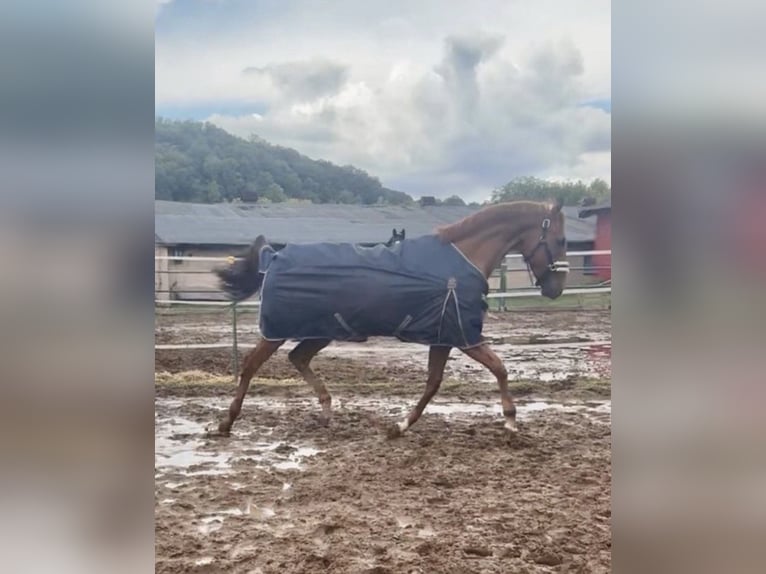 Thoroughbred Gelding 6 years 16 hh Chestnut-Red in Coswig