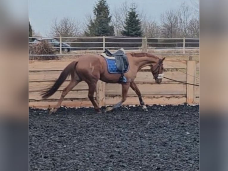 Thoroughbred Gelding 6 years 16 hh Chestnut-Red in Coswig