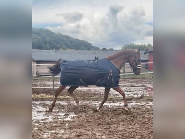 Thoroughbred Gelding 6 years 16 hh Chestnut-Red in Coswig
