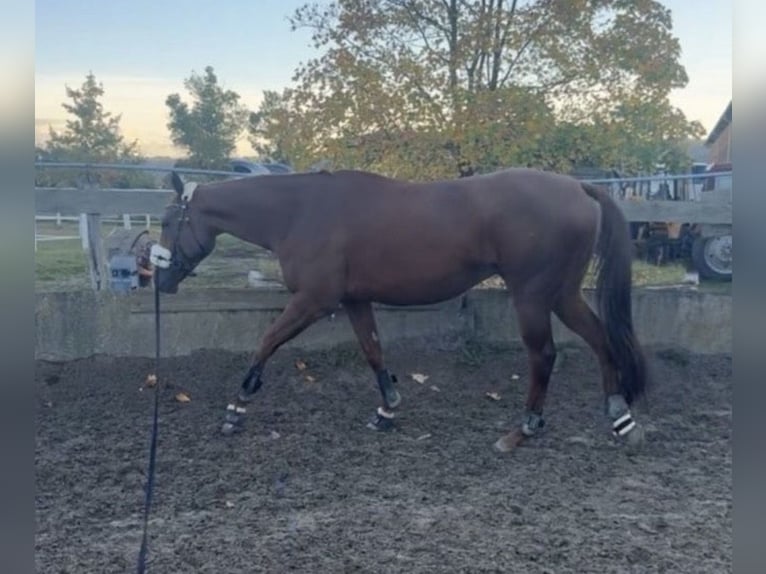 Thoroughbred Gelding 6 years 16 hh Chestnut-Red in Coswig