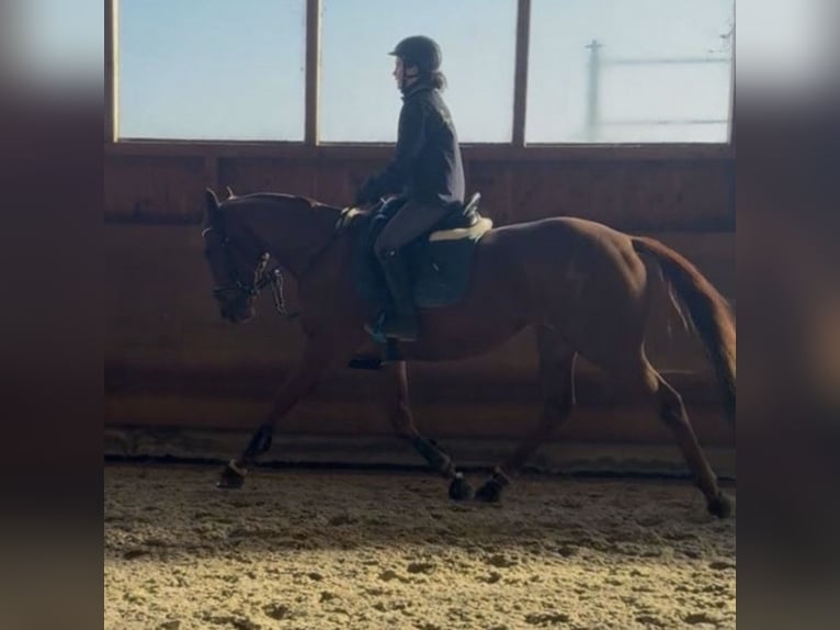 Thoroughbred Gelding 6 years 16 hh Chestnut-Red in Coswig