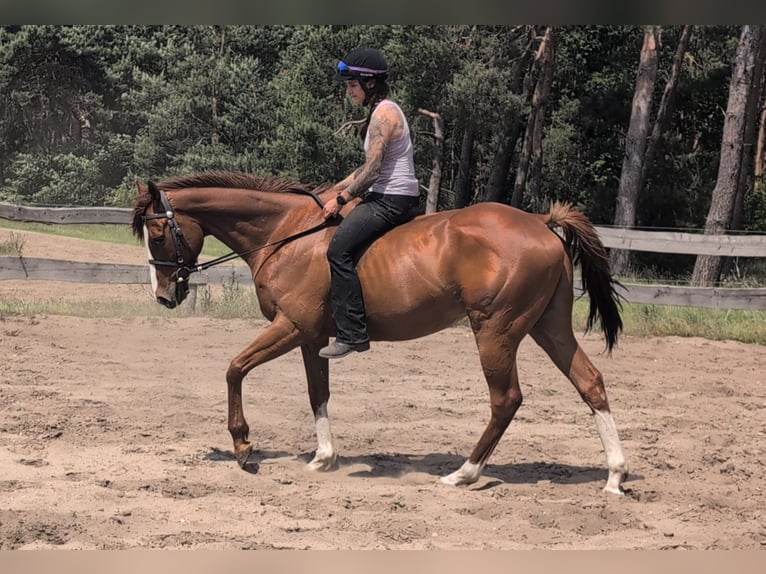 Thoroughbred Gelding 6 years 16 hh Chestnut-Red in M&#xF6;ser