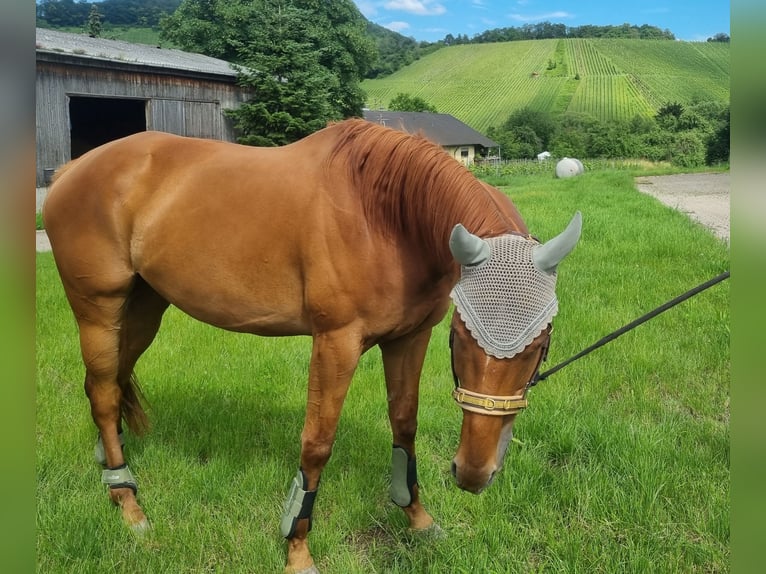 Thoroughbred Gelding 6 years 16 hh Chestnut-Red in Korb