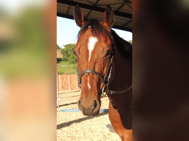 Thoroughbred Gelding 6 years 16 hh in TRIVY