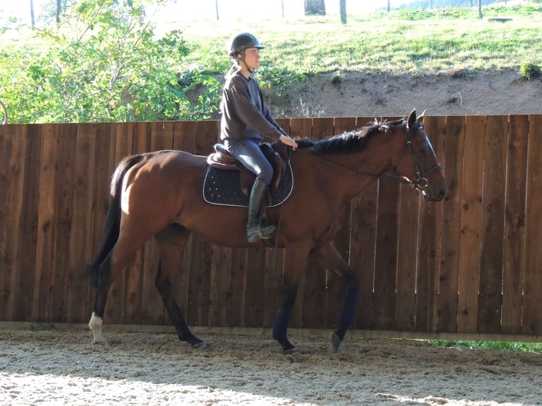 Thoroughbred Gelding 6 years 16 hh in TRIVY