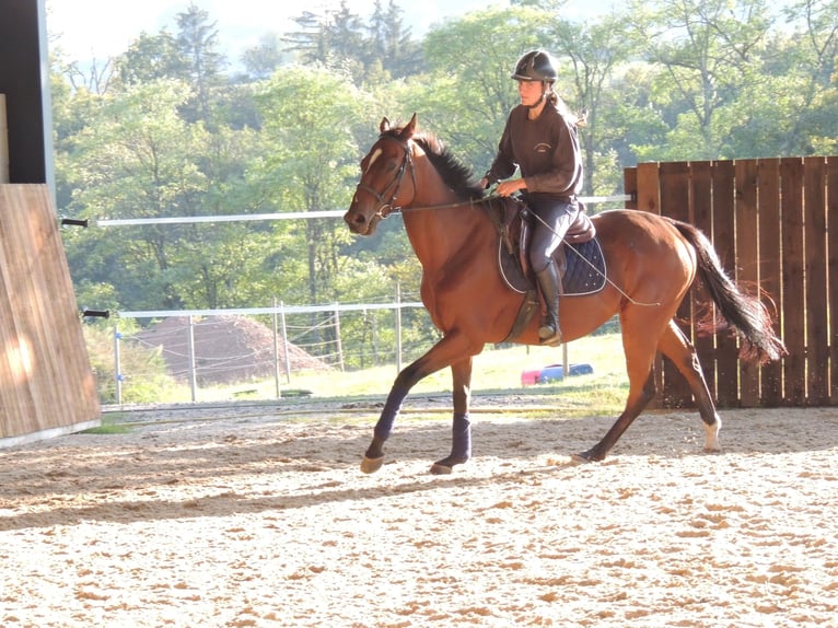 Thoroughbred Gelding 6 years 16 hh in TRIVY