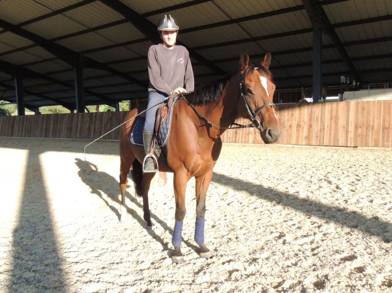 Thoroughbred Gelding 6 years 16 hh in TRIVY