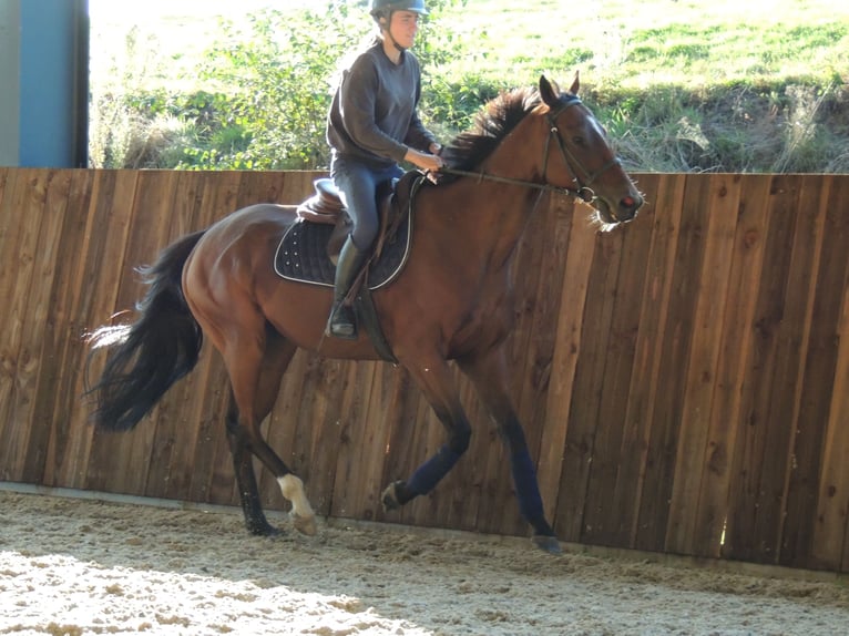 Thoroughbred Gelding 6 years 16 hh in TRIVY