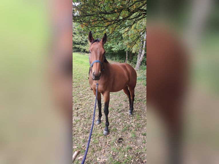 Thoroughbred Gelding 6 years 16 hh in Much Thoroughbred Gelding 6 years 16 hh in Much