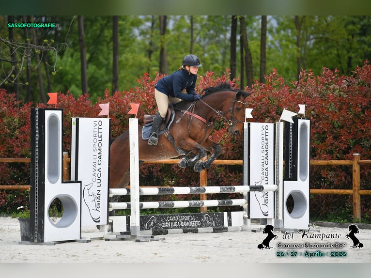 Thoroughbred Gelding 6 years 16,1 hh Bay-Dark in Torino