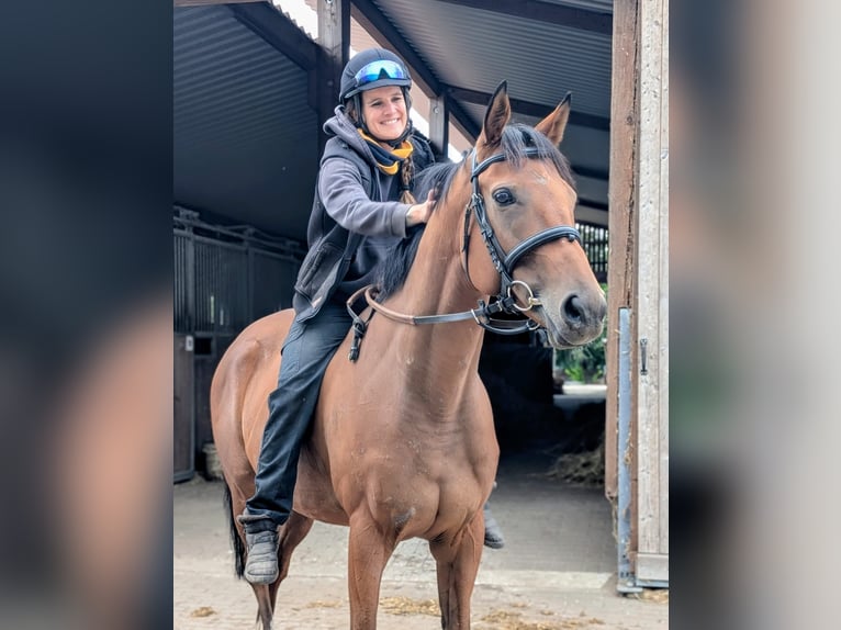 Thoroughbred Gelding 6 years 16,1 hh Brown in M&#xF6;ser