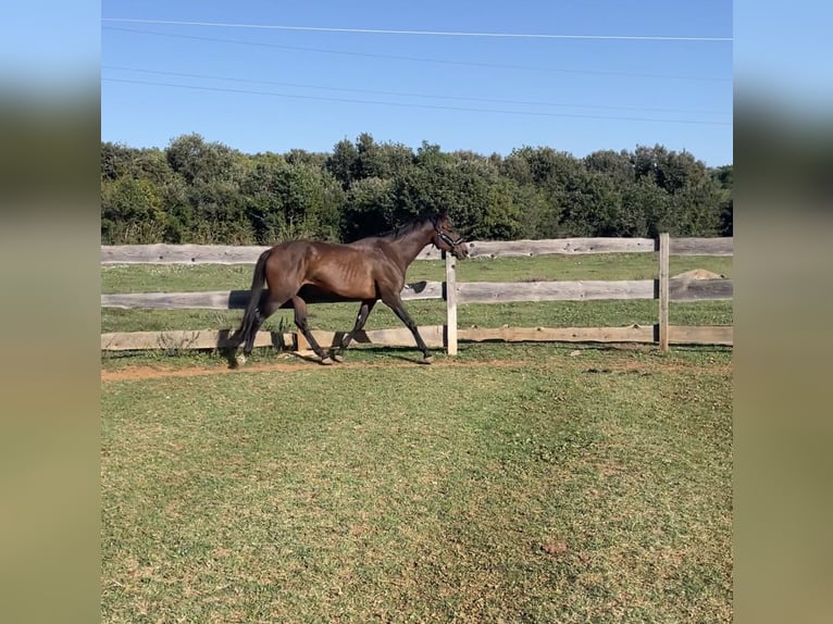 Thoroughbred Gelding 6 years 16,1 hh Chestnut in Pula
