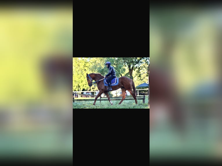 Thoroughbred Gelding 6 years 16,1 hh Chestnut-Red in Hamburg Lemsahl-MellingstedtHamburg