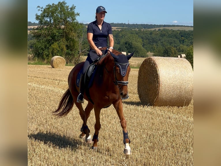 Thoroughbred Gelding 6 years 16,1 hh Chestnut-Red in Bickenriede Thoroughbred Gelding 6 years 16,1 hh Chestnut-Red in Bickenriede