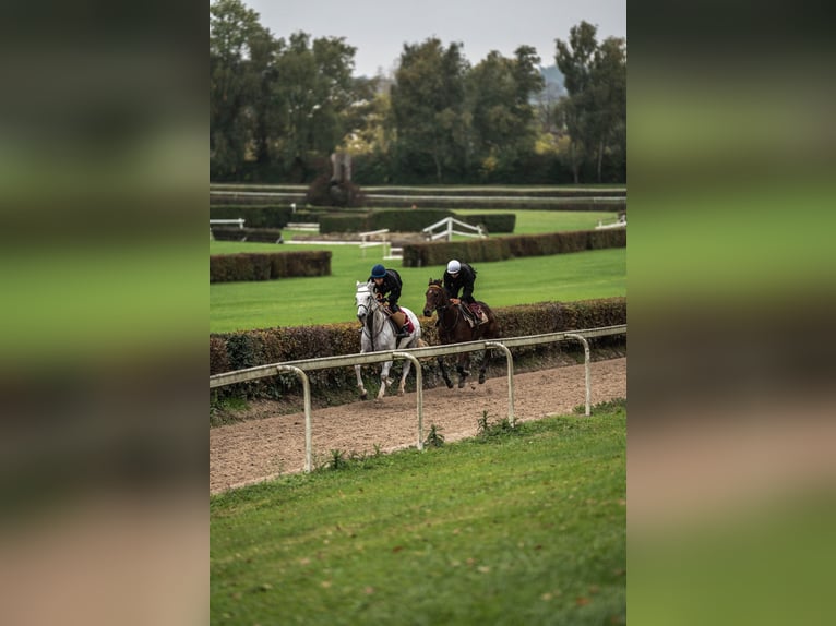 Thoroughbred Gelding 6 years 16,1 hh Grey in Dielsdorf