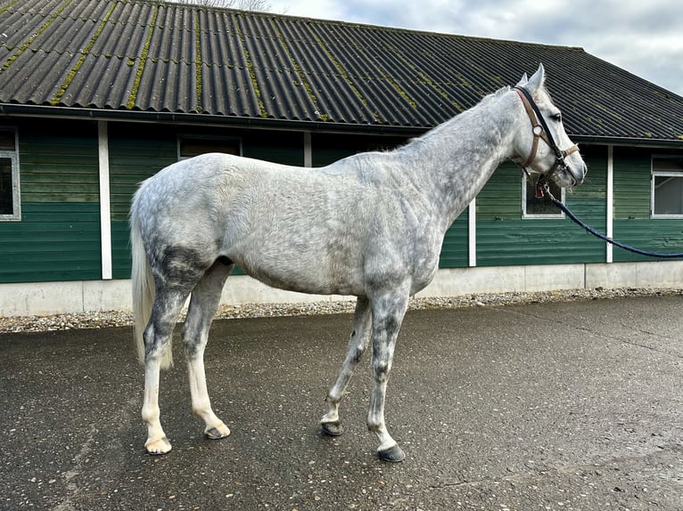 Thoroughbred Gelding 6 years 16,1 hh Grey in Dielsdorf