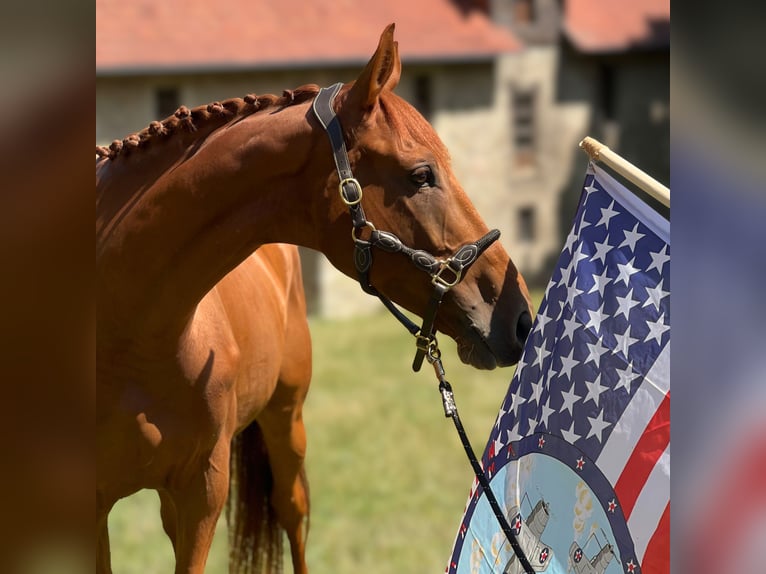 Thoroughbred Gelding 6 years 16,2 hh Chestnut-Red in Bickenriede