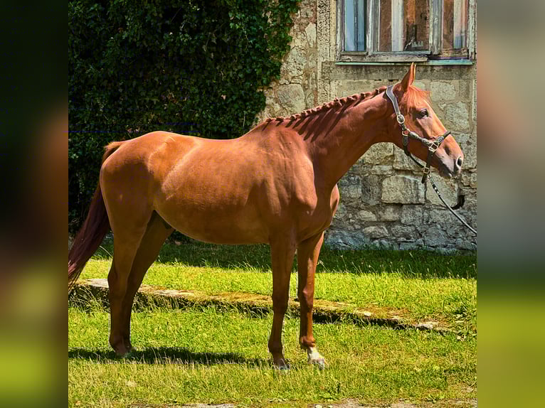Thoroughbred Gelding 6 years 16,2 hh Chestnut-Red in Bickenriede